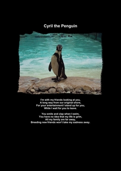 Cyril the Penguin-1